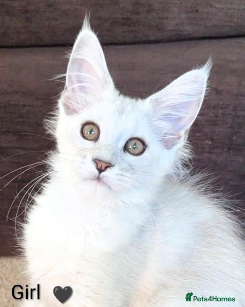 Maine Coon cats Ticked & Shaded Maine Coon Kittens  - Advert 1