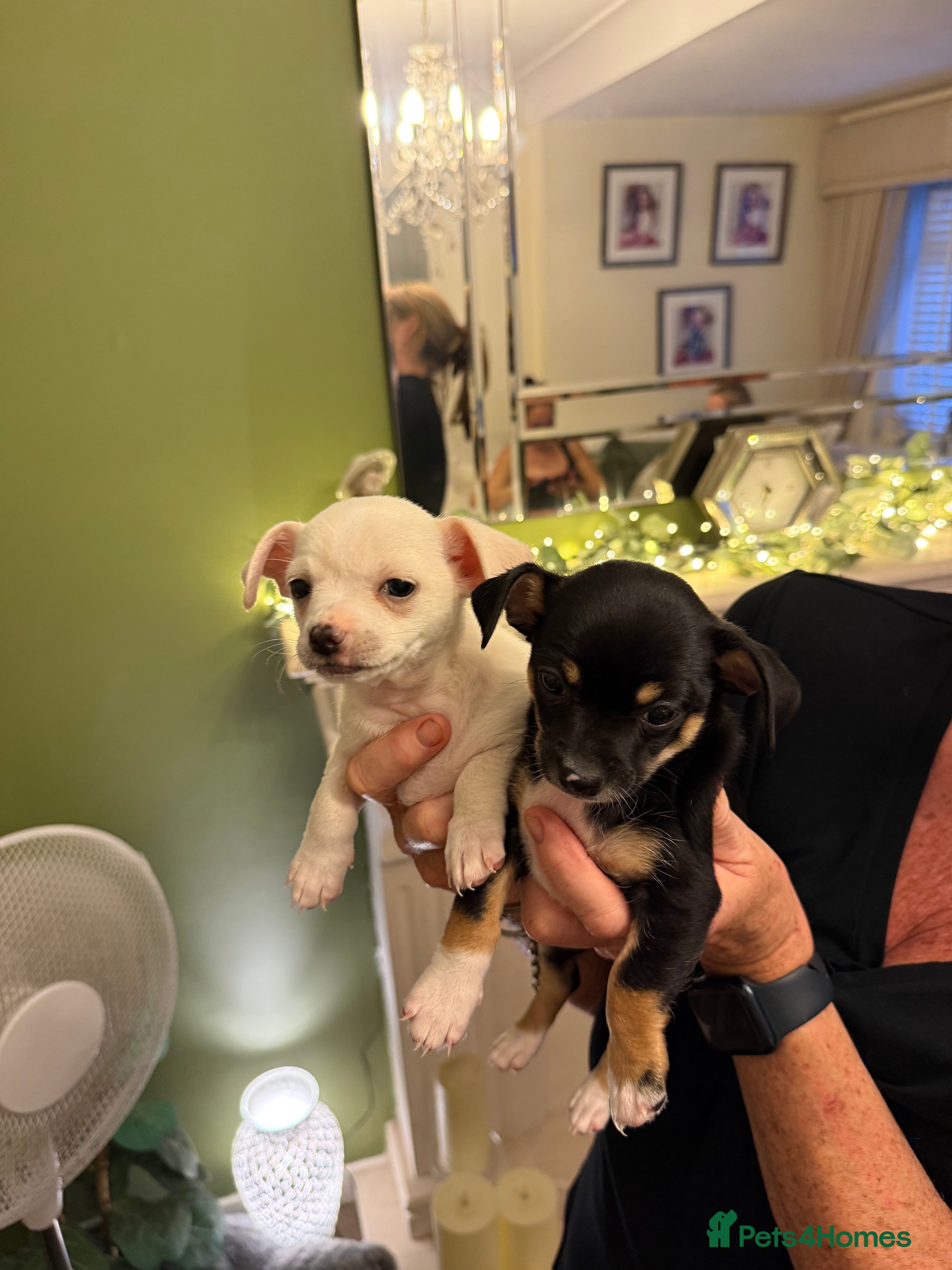 Chihuahua dogs Adorable chihuahua puppies  - Advert 1