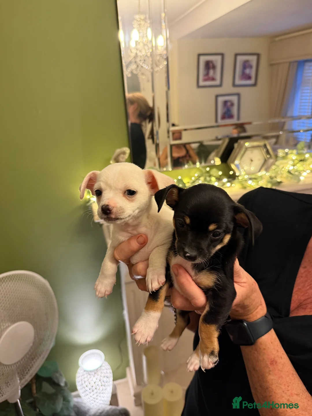 Chihuahua dogs for sale: Adorable chihuahua puppies  in Liverpool - Advert 1