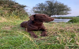 Labrador Retriever dogs for stud: Health Tested KC Registered Chocolate Labrador  in Wisbech - Image 3