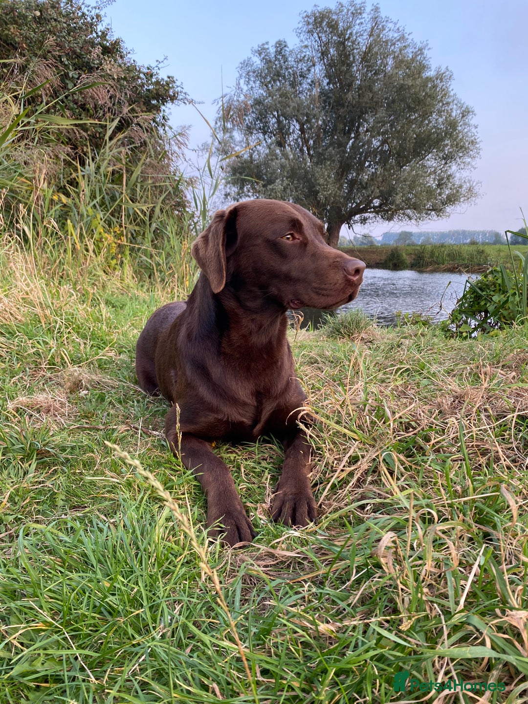 Labrador Retriever dogs for stud: Health Tested KC Registered Chocolate Labrador  in Wisbech - Image 3