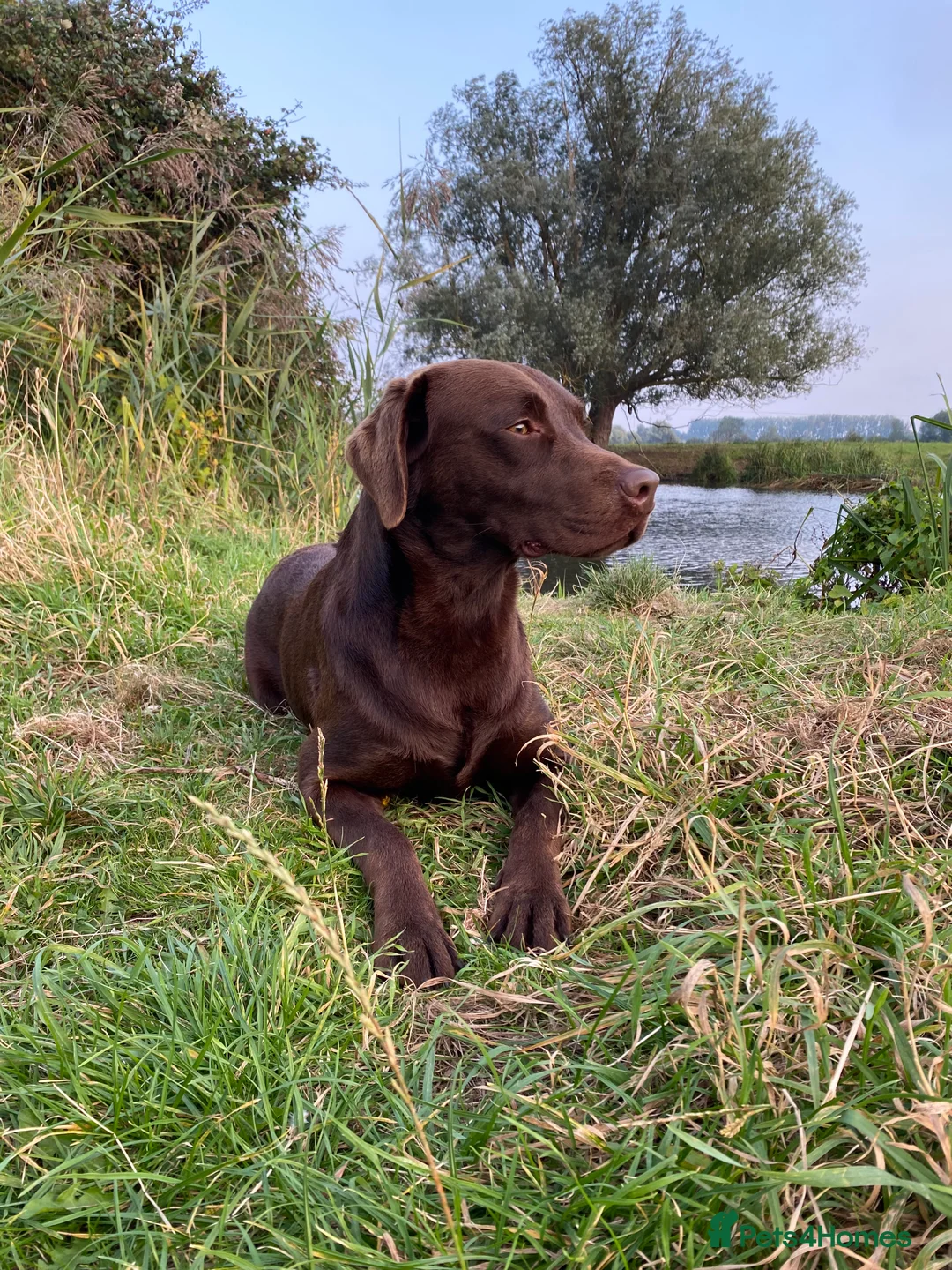 Labrador Retriever dogs for stud: Fully Health Tested Chocolate Labrador  in Wisbech - Advert 3