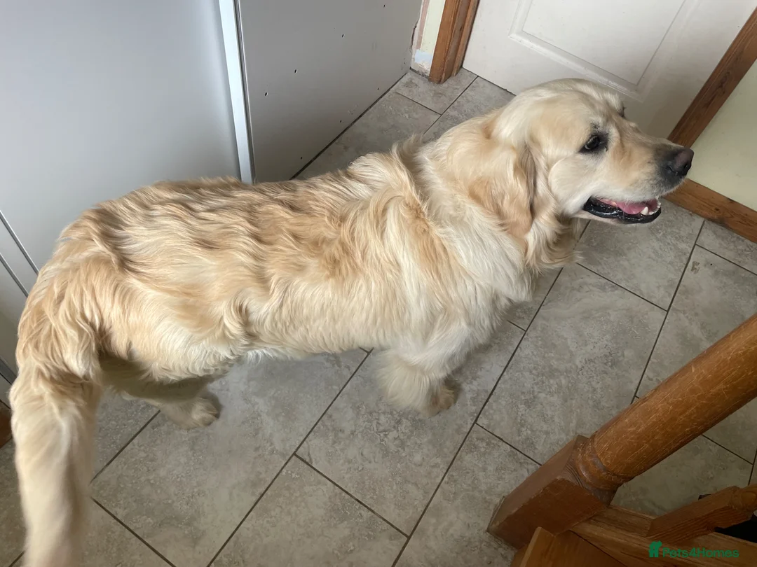 Golden Retriever dogs for stud: PROVEN GOLDEN RETRIEVER BOY FOR STUD - Advert 1