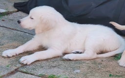 Golden Retriever dogs for sale: Golden retriever  - Image 1