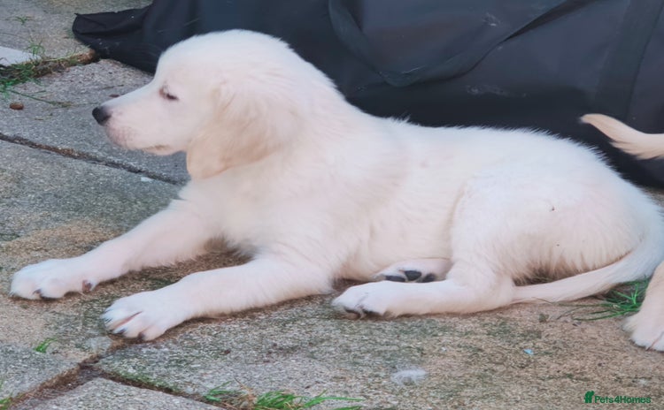 Golden Retriever dogs - Advert 1