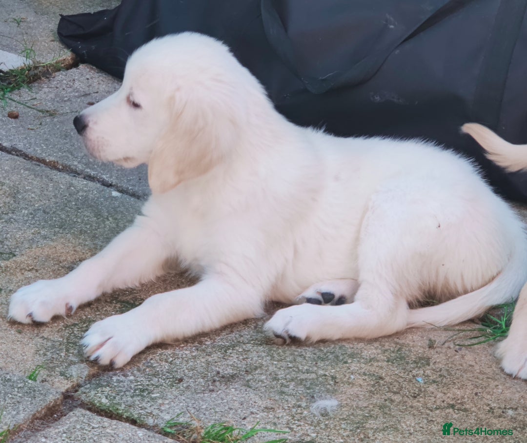 Golden Retriever dogs for sale: Golden retriever  - Image 1
