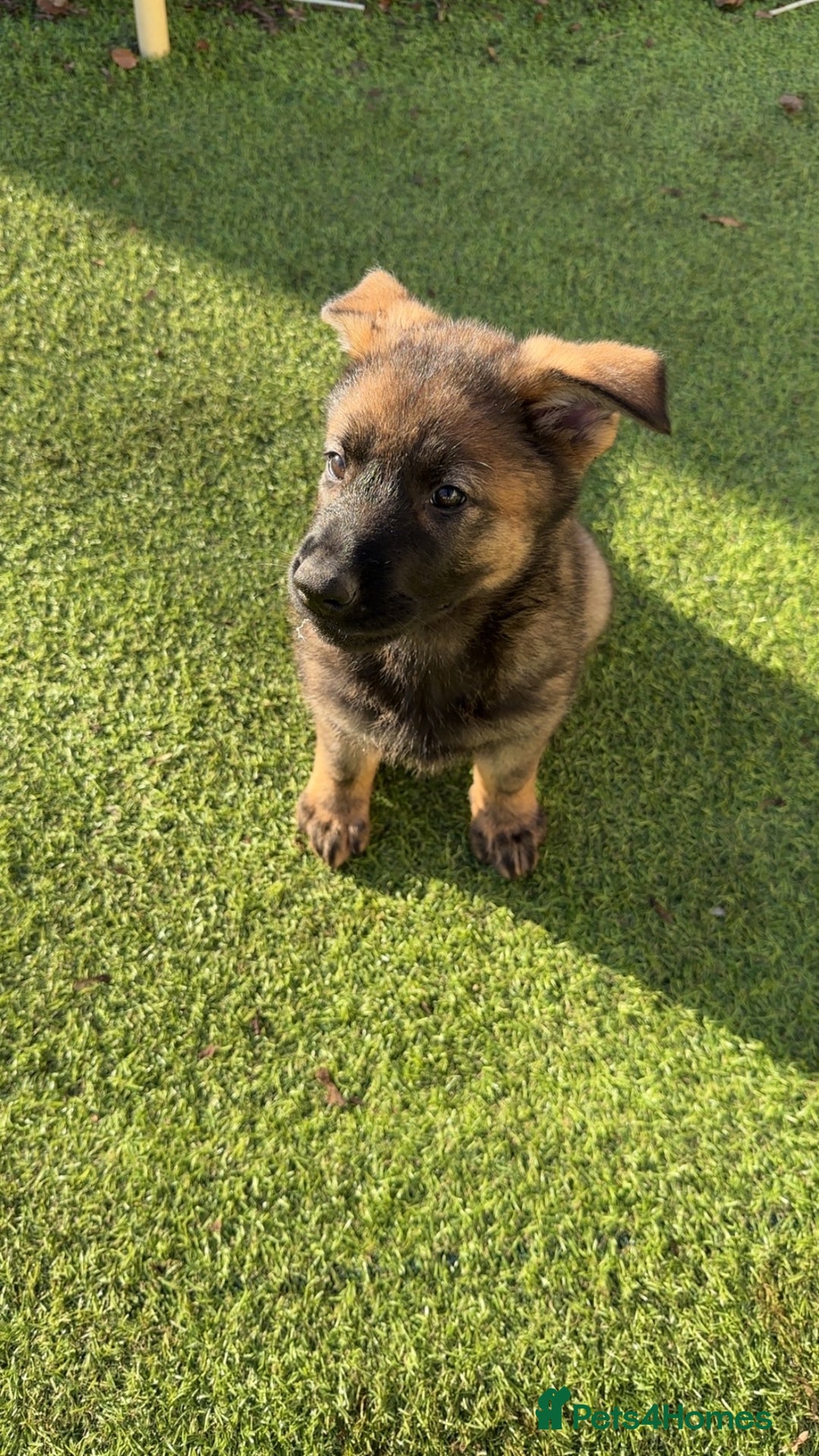 German Shepherd dogs for sale: 1 beautiful female German shepher kc reg working - Advert 15