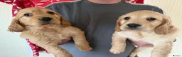 Goldendoodle dogs for sale: Goldendoodles puppies - health tested in Eastleigh - Advert 3