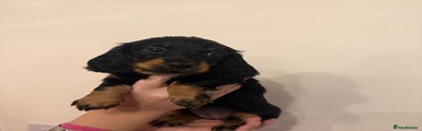 Dachshund Puppy 2