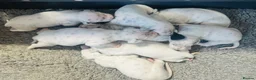 Dalmatian dogs for sale: Black and white puppies  - Advert 9