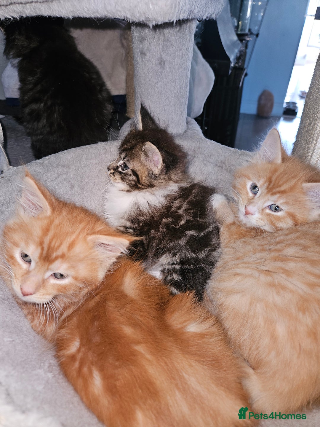Maine Coon cats for sale: Beautiful main coon kitten ready for a new home. - Advert 3