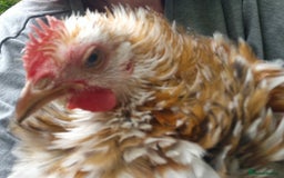 Chickens poultry for sale: Peking bantams and Polish bantams  - Image 12