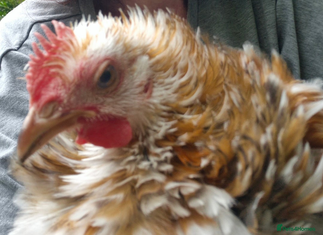 Chickens poultry for sale: Peking bantams and Polish bantams  - Image 12