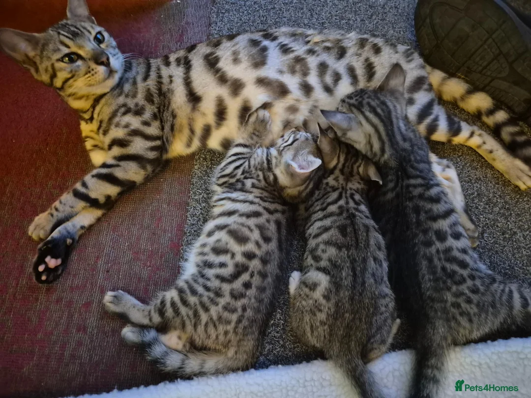 Bengal cats for sale: Bengal Tabby - Advert 1