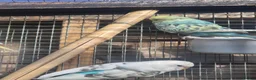 Budgerigars birds for sale: Adult budgies - Advert 2