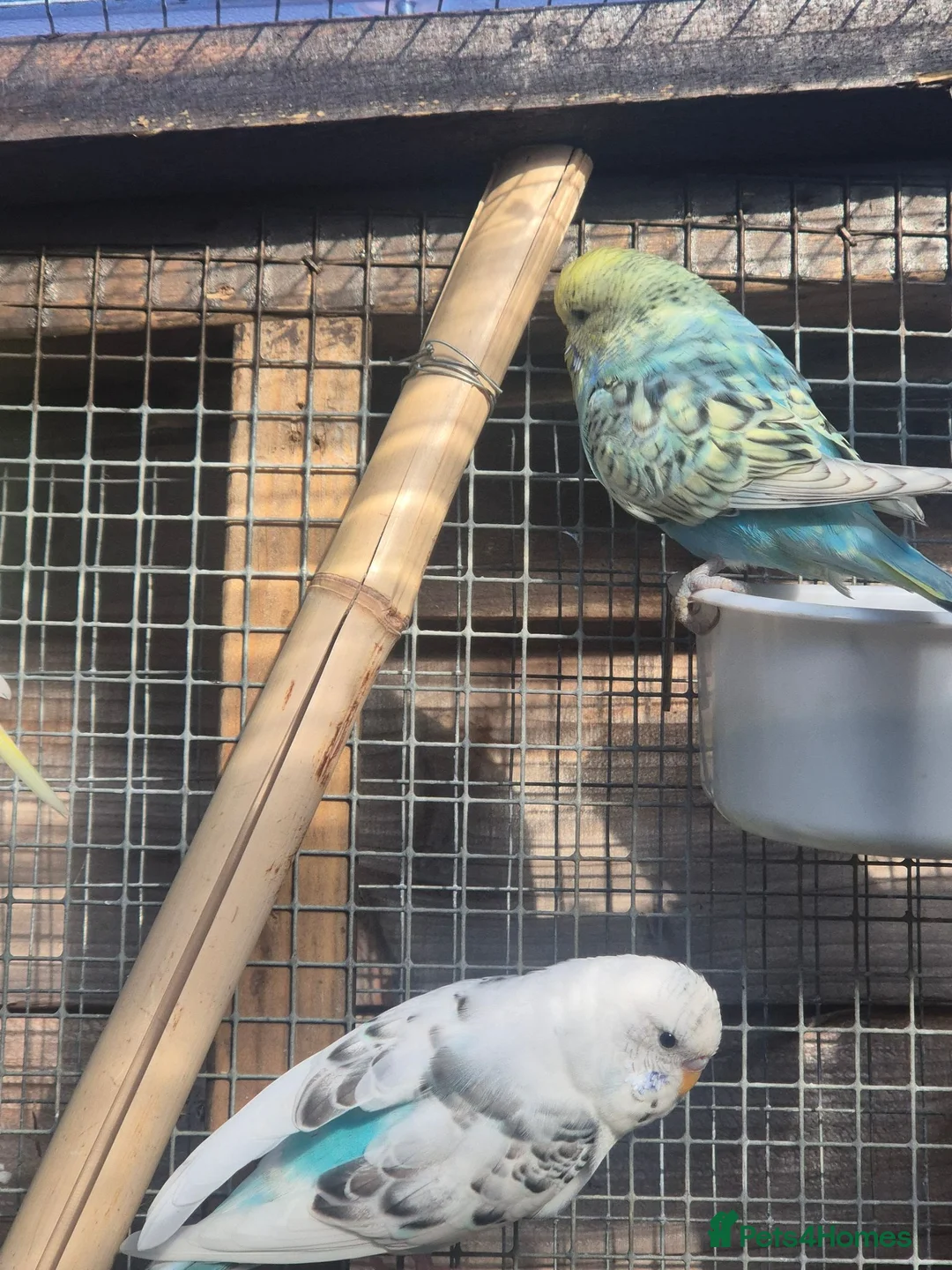 Budgerigars birds for sale: Adult budgies - Advert 2