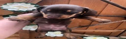 Dachshund dogs for sale: Miniature dutch hound, puppies  - Advert 7