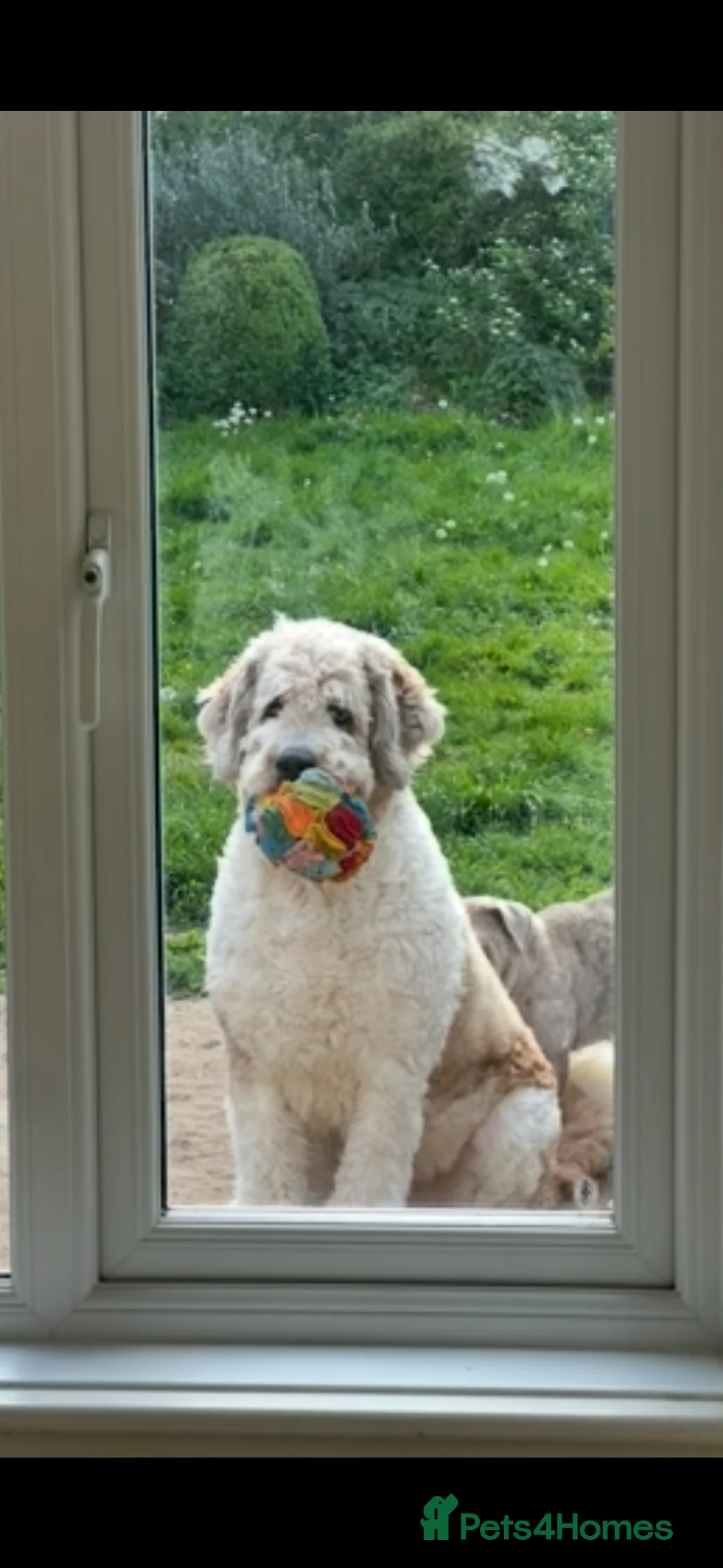 Mixed Breed dogs for sale: Stunning St Berdoodle Puppies 🐾 - Advert 2