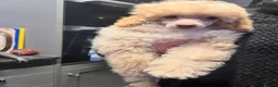 Toy Poodle dogs for sale: Cuddly Toy Poodle Boy - Advert 7
