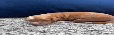 Cockapoo 2
