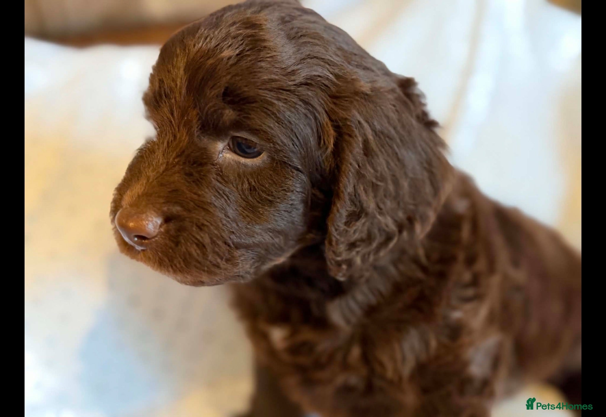 Cockapoo dogs Beautiful F1 cockapoo puppies - Advert 1