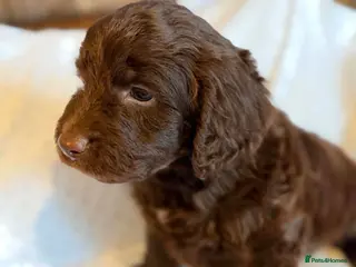 Cockapoo dogs Beautiful F1 cockapoo puppies - Advert 1