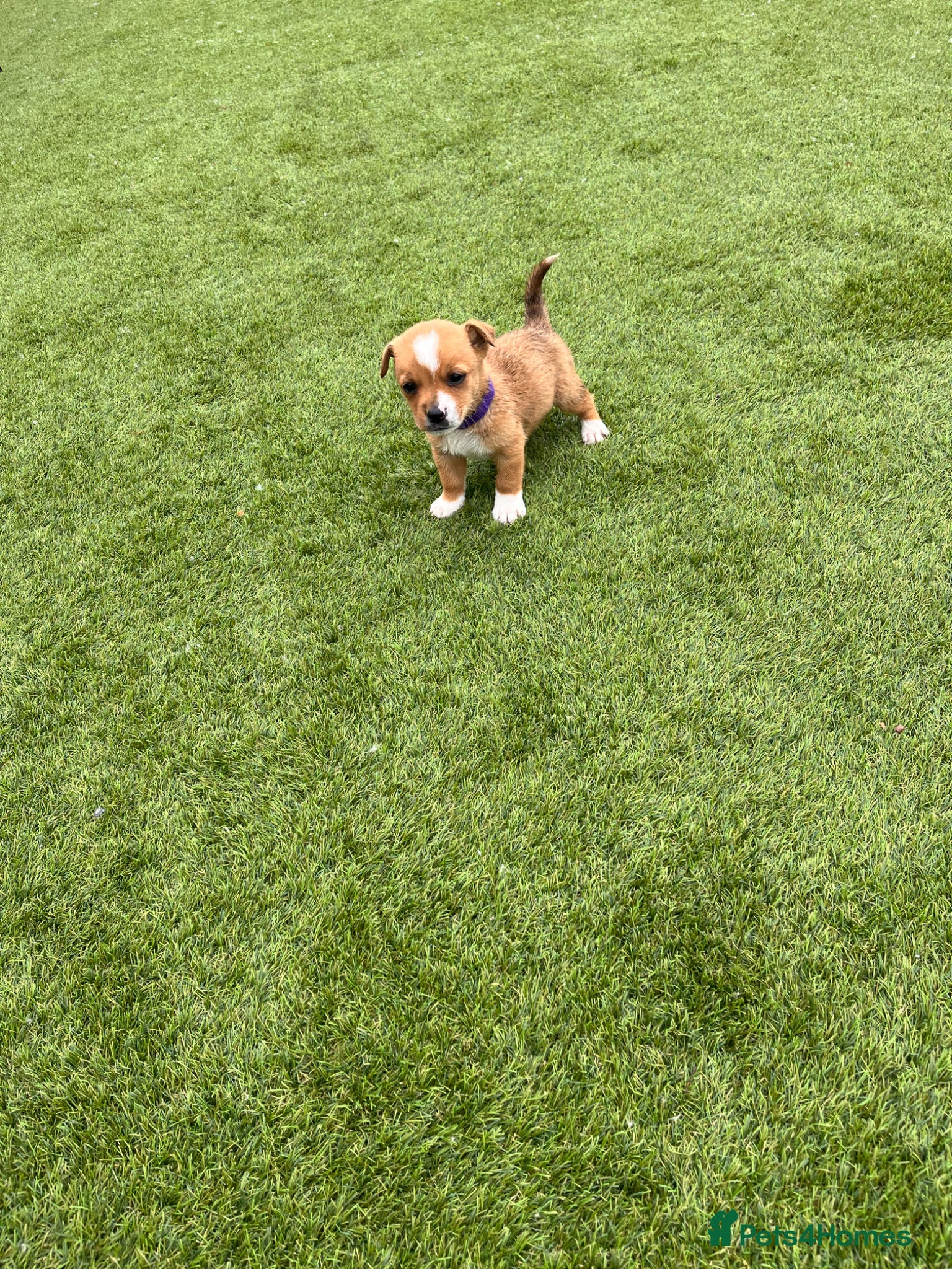 Jack Russell dogs Just 1 beautiful jack Russel puppies left for sale - Advert 2