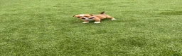 Jack Russell dogs for sale: 7 beautiful jack Russel puppies for sale - Advert 2