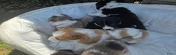 Border Collie dogs for sale: Border collie pups - Advert 7