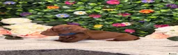Dachshund dogs for sale: Standard Dachshund Puppies - READY NOW - Advert 22