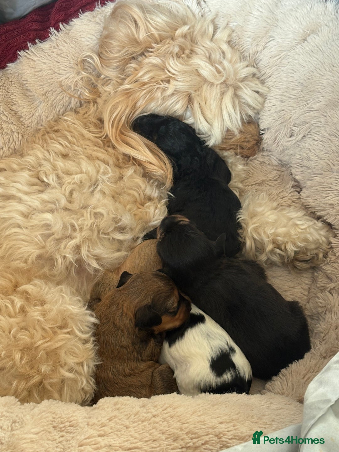 Mixed Breed dogs for sale: Bichon Frise / jackapoo puppies - Image 10
