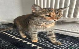 Burmese cats for sale: Kittens  - Image 7