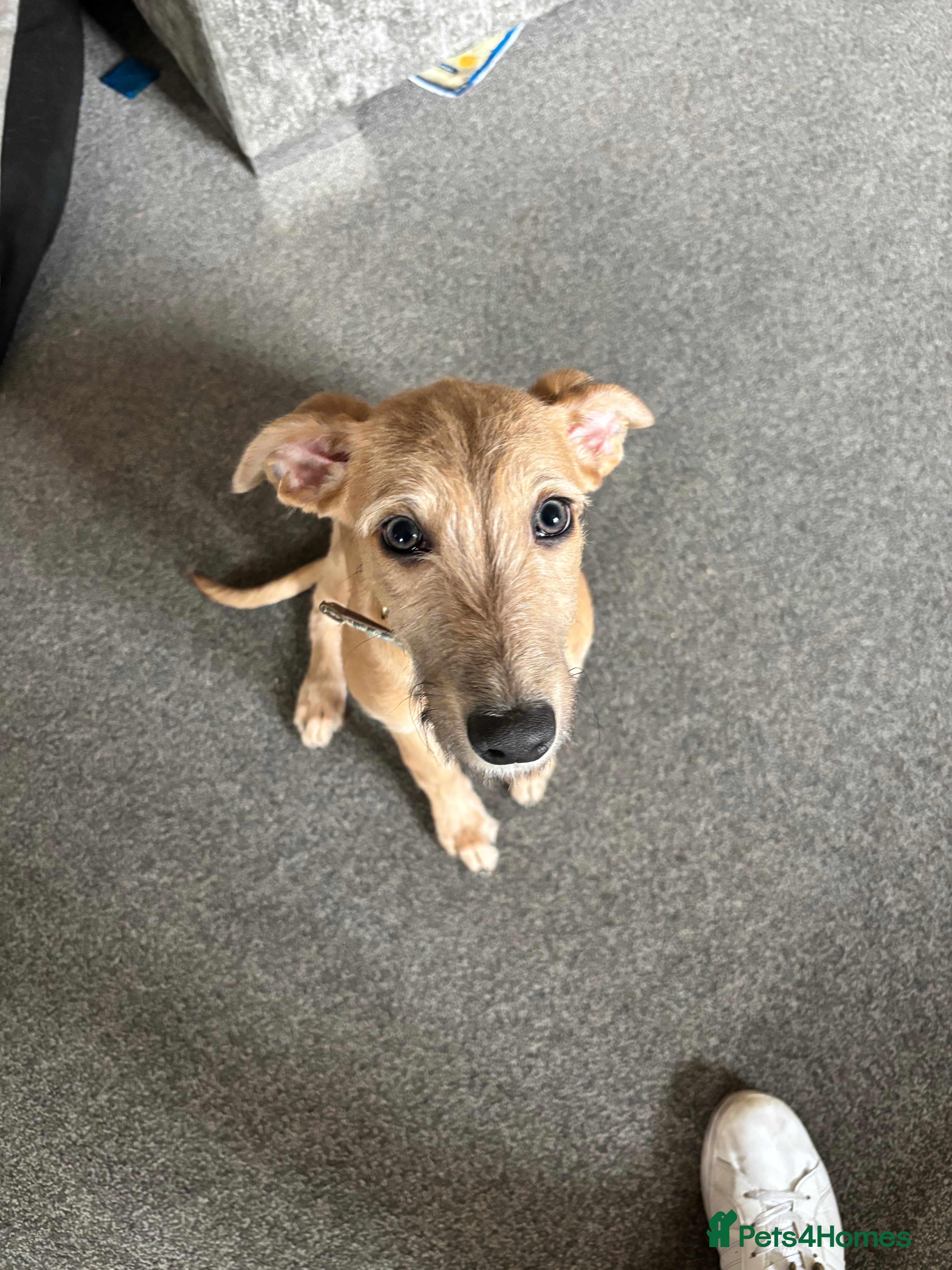 Mixed Breed dogs Bedlington X whippet  - Advert 1