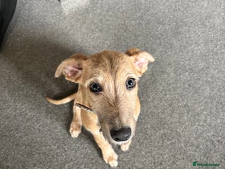 Mixed Breed dogs Bedlington X whippet - Advert 11