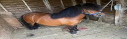 Shetland pony horses for sale: Child’s best friend  in Burton-on-Trent - Advert 13