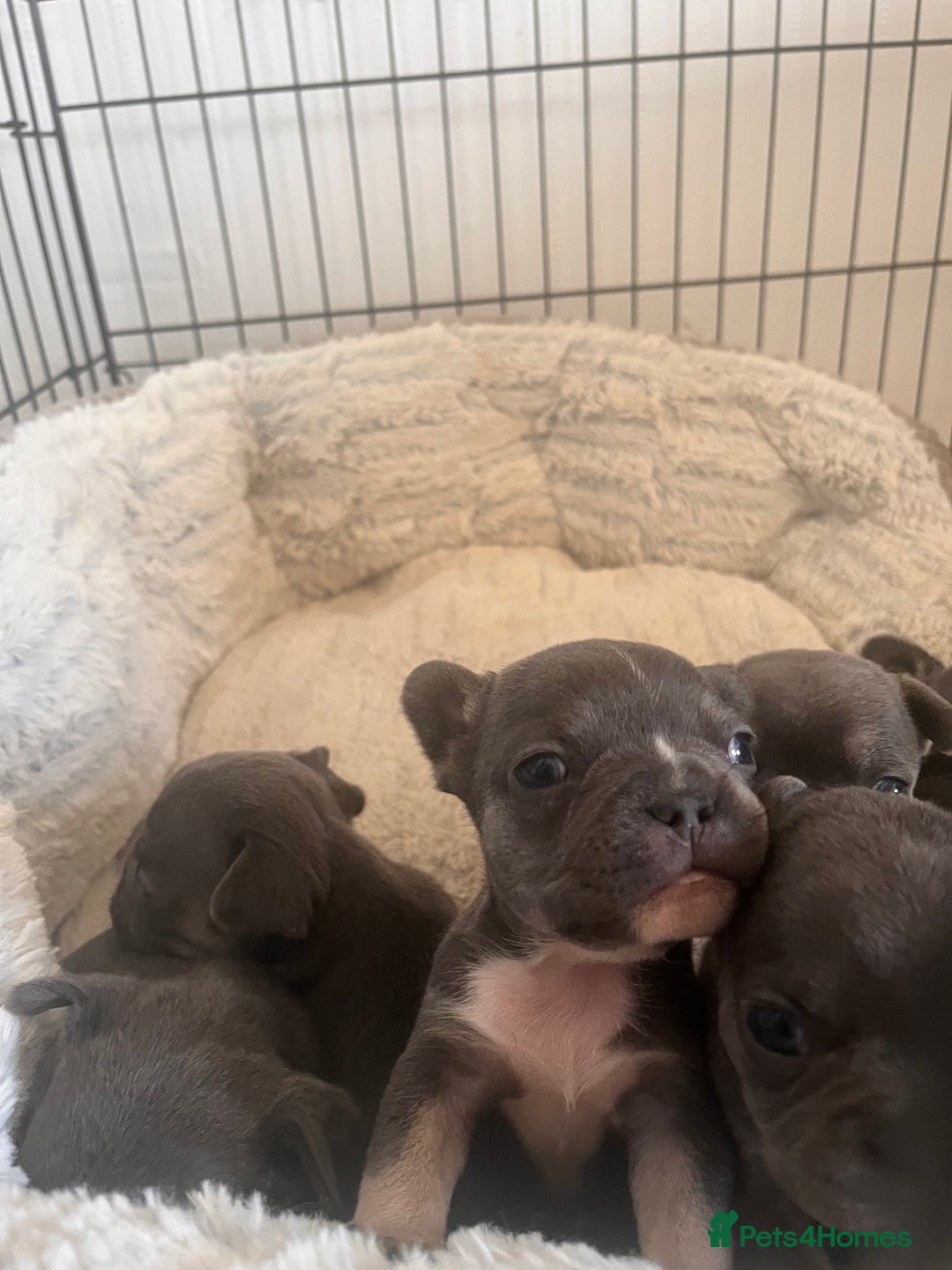 French Bulldog dogs for sale: Cutest frenchies pups  - Advert 4
