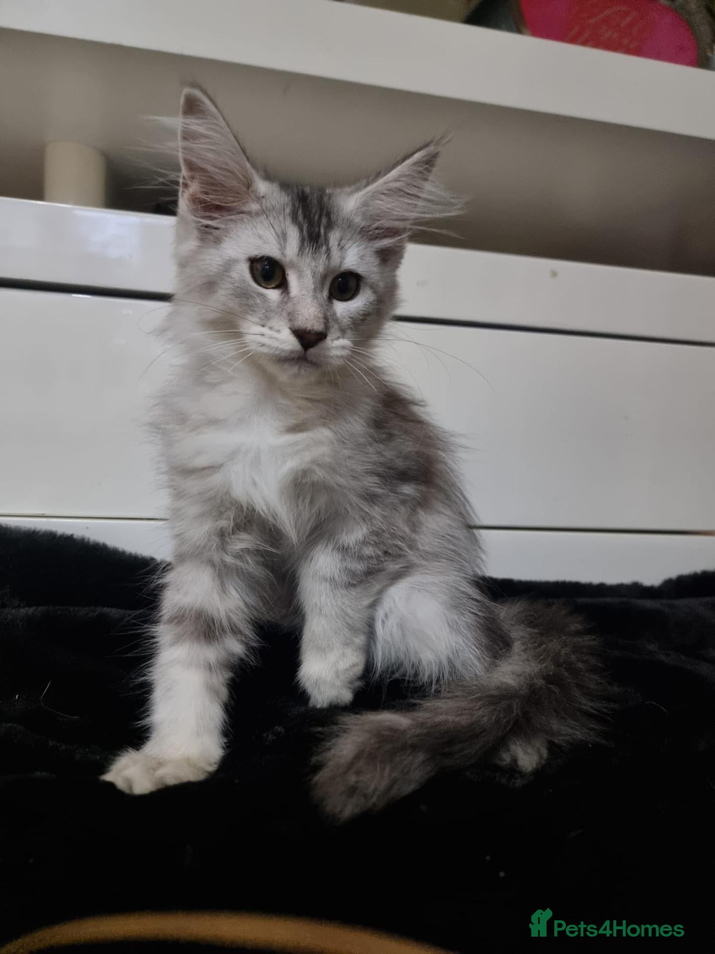 Maine Coon cats Tica Reg Maine Coone Kittens READY - Advert 1