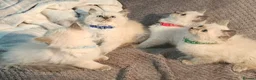 Ragdoll cats for sale: Blue Point Ragdoll Kittens Champion Bloodline - Advert 1