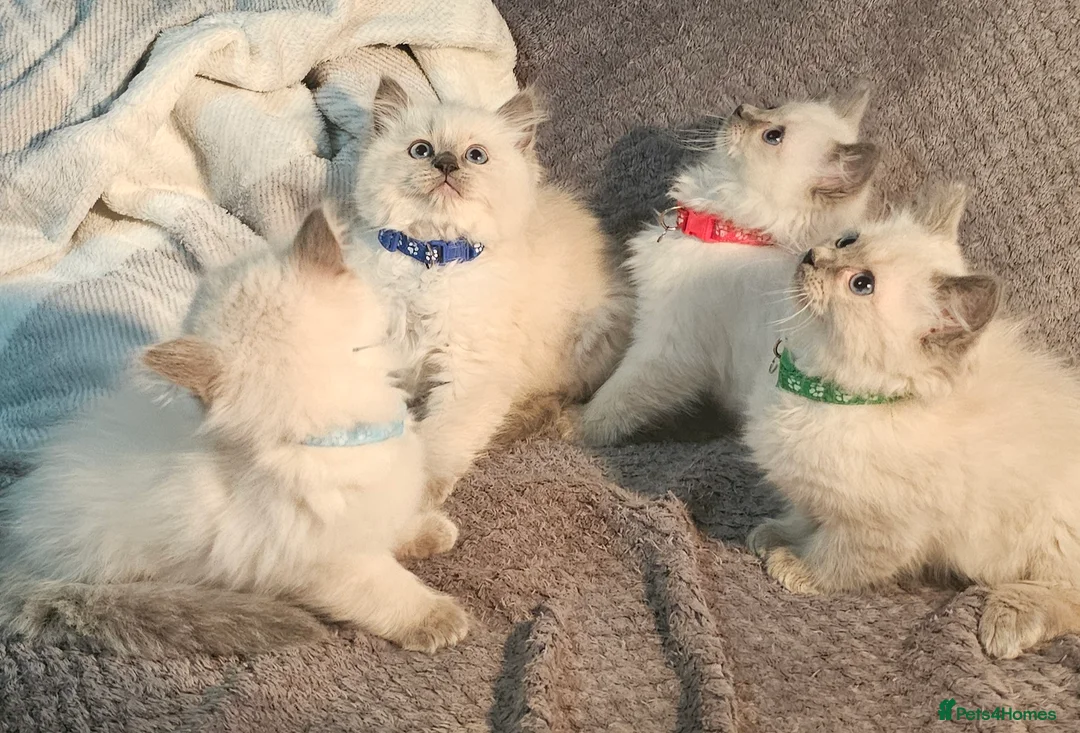 Ragdoll cats for sale: Blue Point Ragdoll Kittens Champion Bloodline - Advert 1