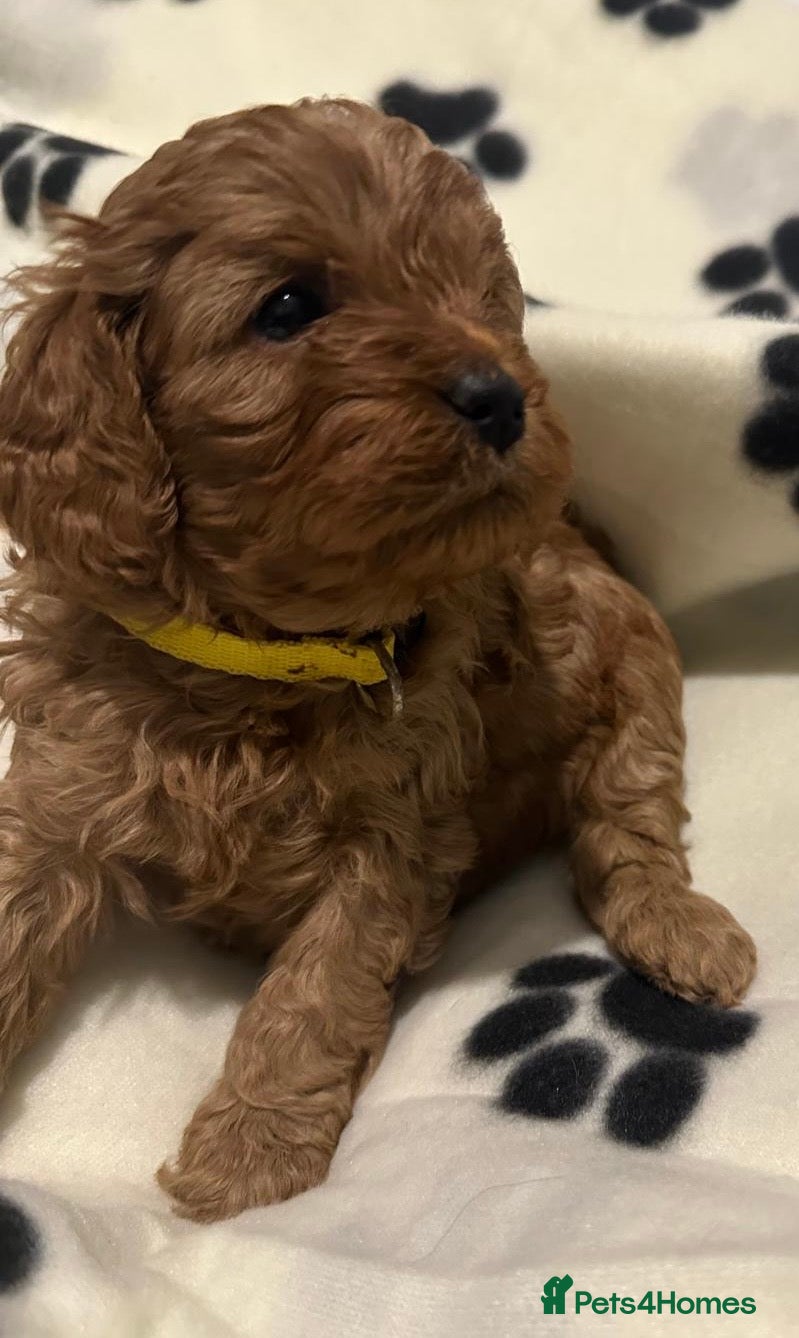 Cavapoo dogs Health tested toy cavapoo puppies  - Advert 3