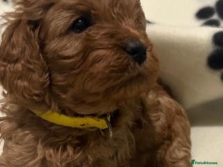 Cavapoo dogs Health tested toy cavapoo puppies - Advert 3