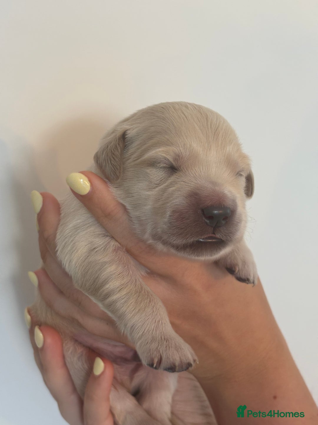 Golden Retriever dogs for sale: Outstanding, KC Champion Golden Retrievers 🐾🏆  in St. Neots - Image 25