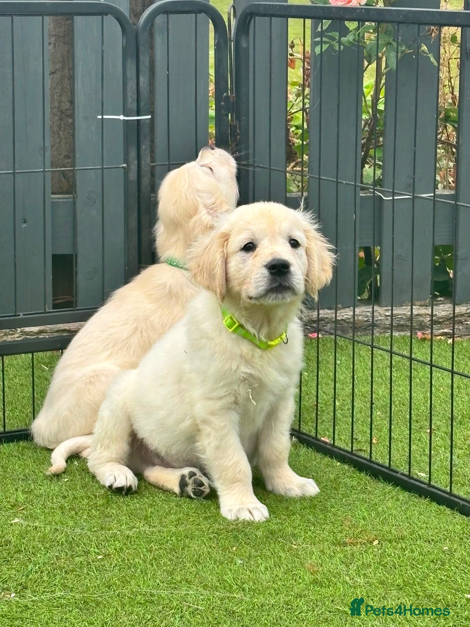 Golden Retriever dogs Kc registered health tested parents  - Advert 1