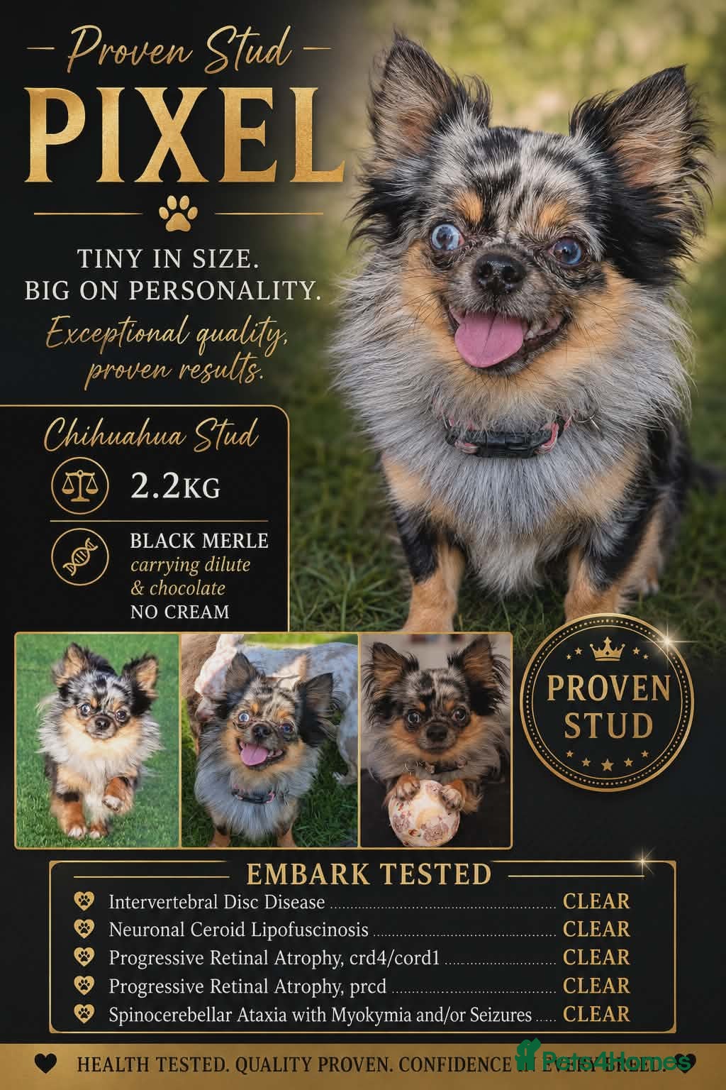 Chihuahua dogs Proven Merle Chihuahua Stud - Advert 2
