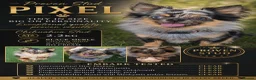 Chihuahua dogs for stud: Proven Merle Chihuahua Stud - Advert 2
