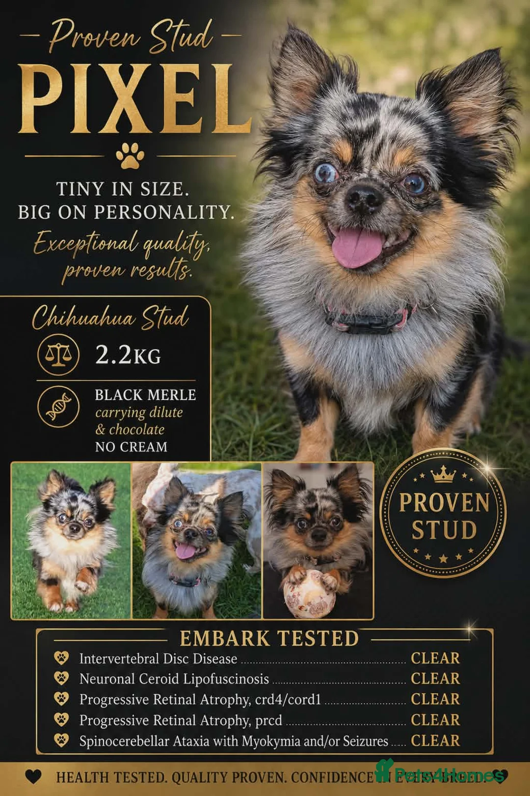 Chihuahua dogs for stud: Proven Merle Chihuahua Stud - Advert 2