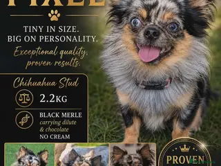 Chihuahua dogs Proven Merle Chihuahua Stud - Advert 2