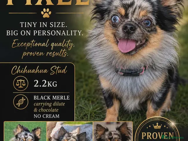 Chihuahua dogs for stud: Proven Merle Chihuahua Stud - Advert 2