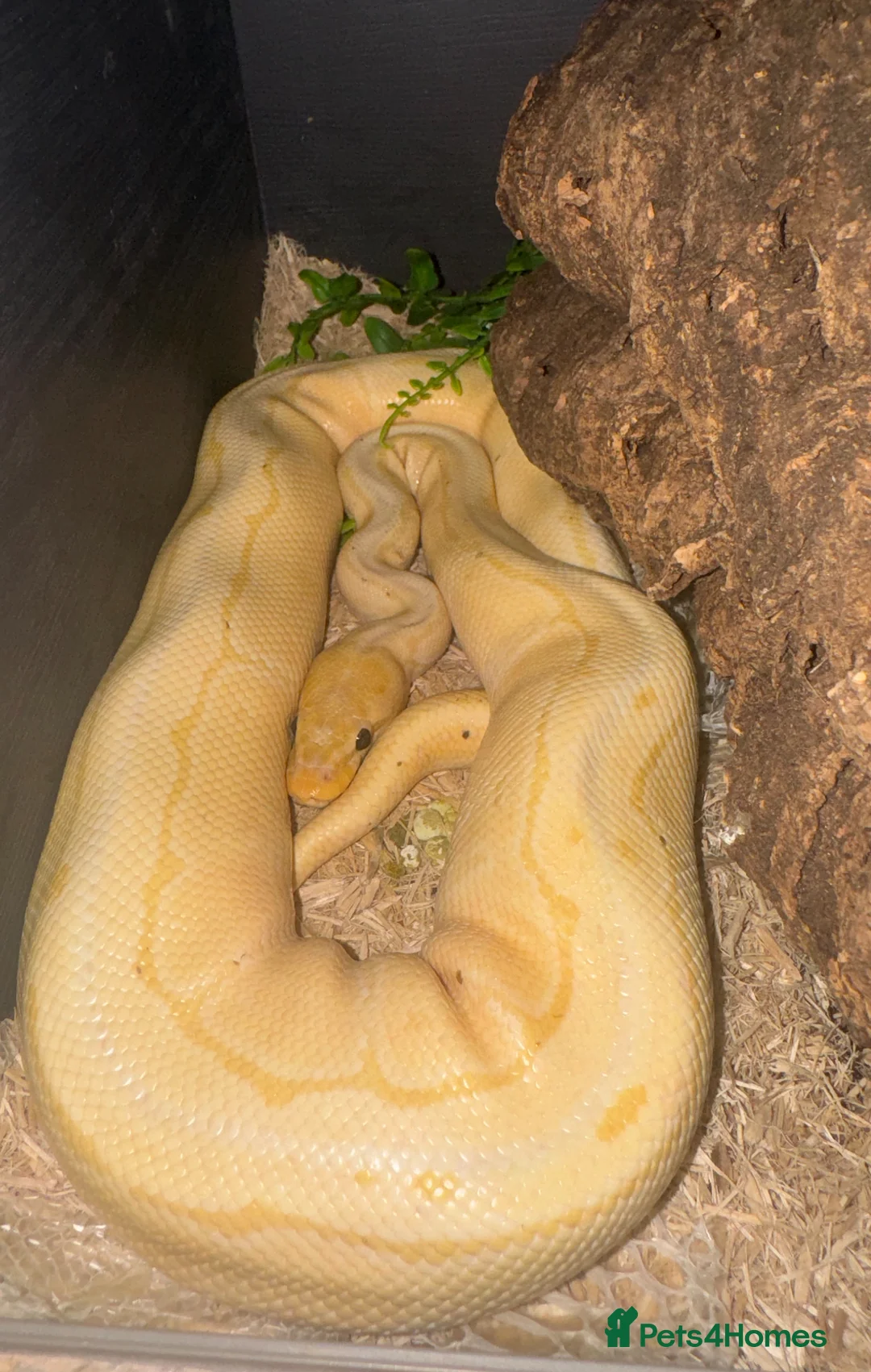 Python Snake reptiles for sale: Ball python free to good home  in Newport - Advert 1
