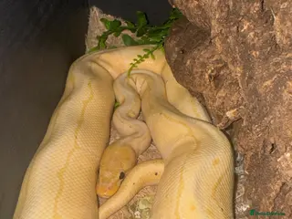 Python Snake reptiles Ball python free to good home - Advert 3